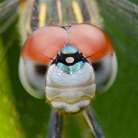 Dragonflies: eyes and a face – Benweb 3.2