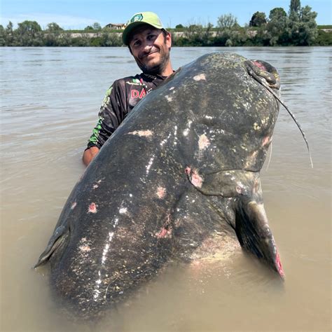 Biggest Catfish In The World Ever Caught