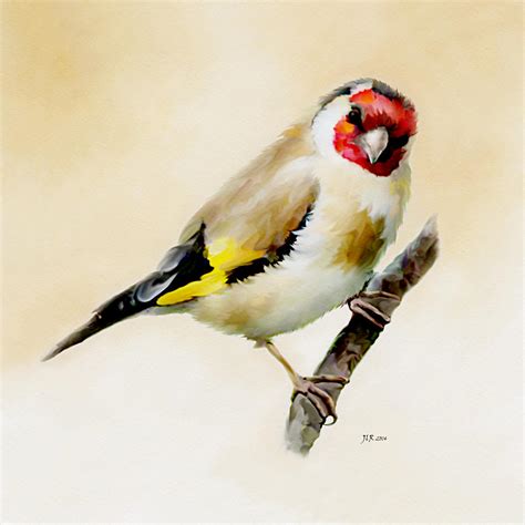 Goldfinch Painting by Bamalam Photography