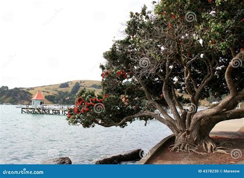 Coastal Pohutukawa stock photo. Image of gnarled, zealand - 4378230