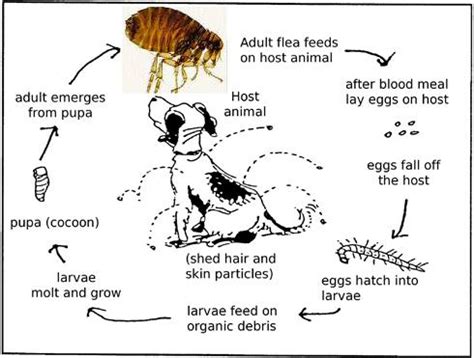 Fleas: Anatomy, Life stages, Diseases & Symptoms - PetCareSupplies Blog