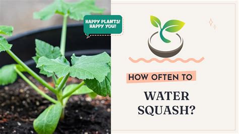 🥒🌸🌿How Often to Water Squash? Unlocking Your Garden's Potential - YouTube