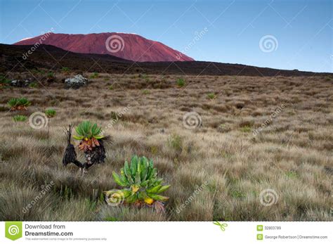 Sunrising on Kilimanjaro stock image. Image of tourism - 32803789