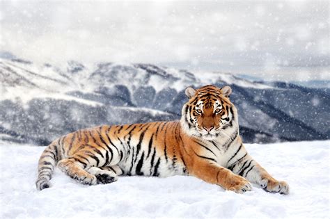 Siberian tiger: the situation at the beginning of 2023