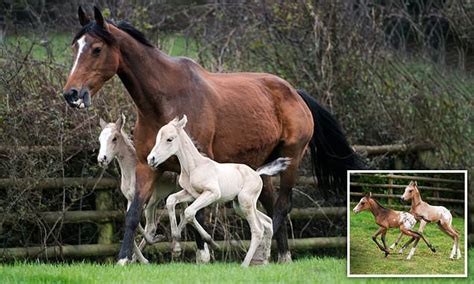 Horse that gave birth to identical twins defies 1million-1 odds after ...