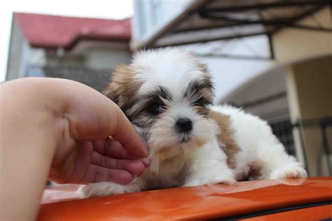 LovelyPuppy: Mini Shih Tzu Puppies For Sales @ RM499 ONLY!!!