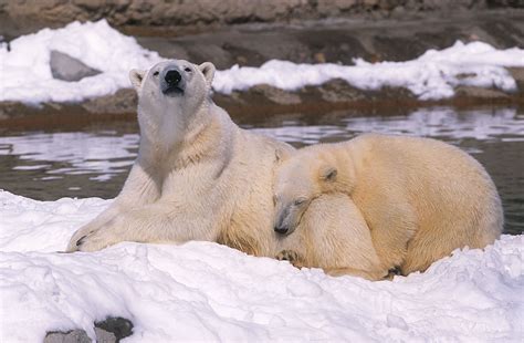 Zoo | Animals | Pittsburgh | Polar Bear | Polar bear, Bear, Animals