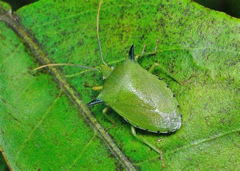 Spined Citrus Bug - Biprorulus bibax