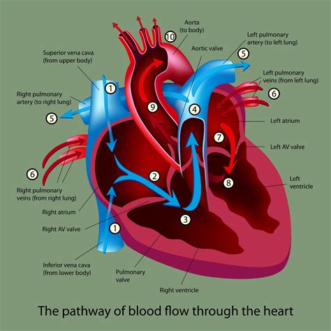 Path Of Blood Through The Heart – applecool.info