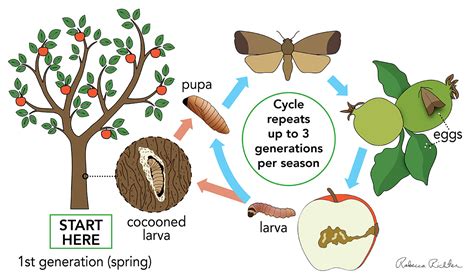 Fighting codling moth and apple maggot in a food forest (forest garden ...