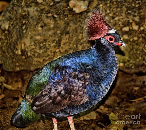 Crested Wood partridge Photograph by Steven Parker - Fine Art America