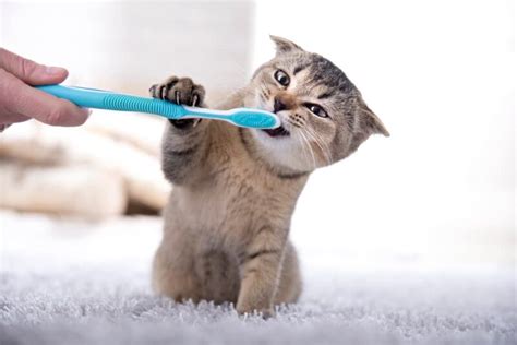 Cat Teeth: 5 Facts You Should Know | Great Pet Care