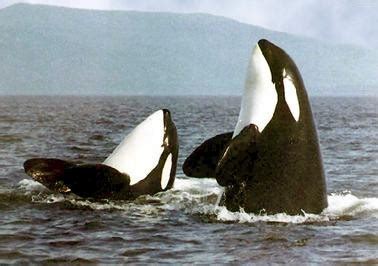 Aquarium of the Pacific | Online Learning Center | Killer Whale (orca)