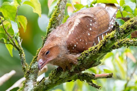 Oilbird - Kester Clarke Wildlife Photography