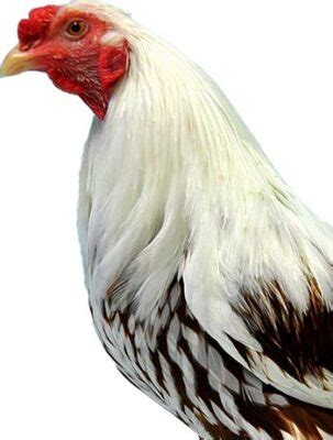 Yokohama Chickens