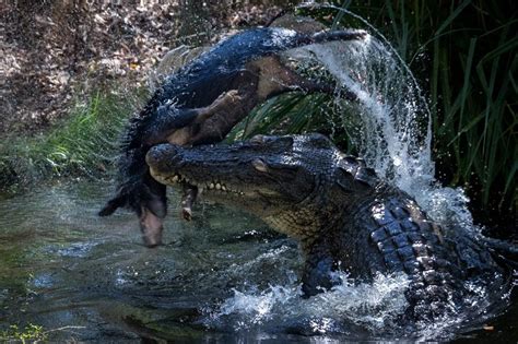 Saltwater Crocodile Attacks Tiger