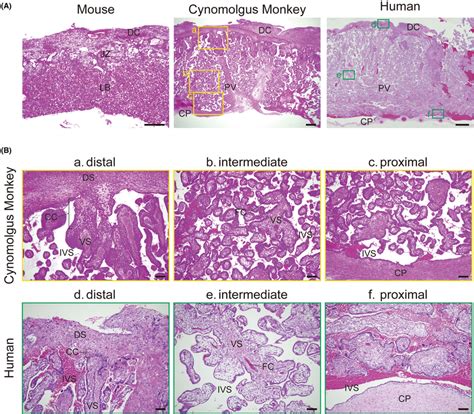 Histology of the cynomolgus monkey placenta. (A) Hematoxylin and eosin ...