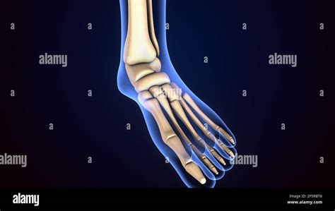 3d illustration of human skeleton foot bones anatomy Stock Photo - Alamy