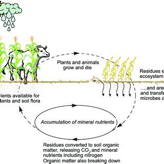 5. The cycle of soil organic matter and nutrients | Download Scientific ...