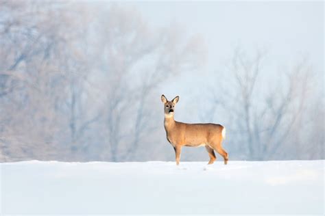 Snow-Bank Images – Browse 62 Stock Photos, Vectors, and Video | Adobe Stock