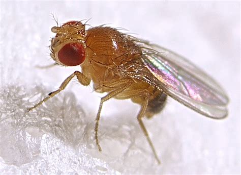 Fruit fly: information and pest control. Get rid of fruit flies.