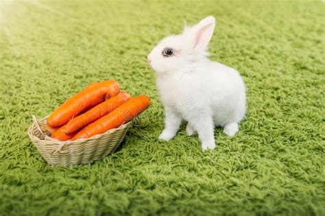 Funny Rabbit with a Carrots Stock Photo - Image of ears, claws: 51471086