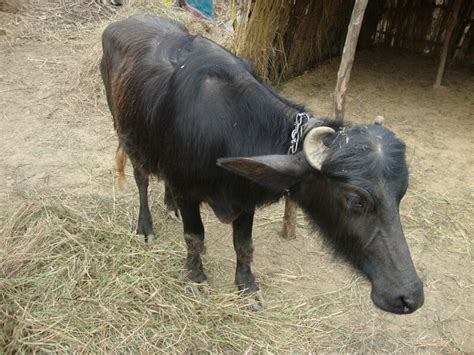 Breeds: Indian buffalo in Cows (Bovis) | Vetlexicon