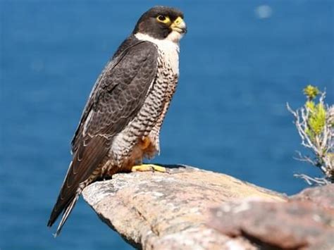 Peregrine falcon identification - wizardsbasta