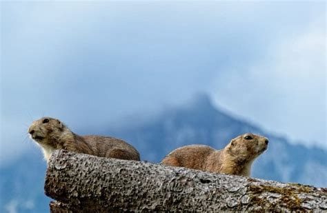 Marmot - Description, Habitat, Image, Diet, and Interesting Facts