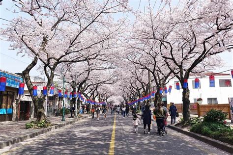 Jeju Cherry Blossom Festival 2020 is canceled | Look at Korea