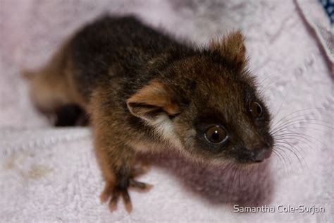 "Baby Ringtail Possum" by Samantha Cole-Surjan | Redbubble