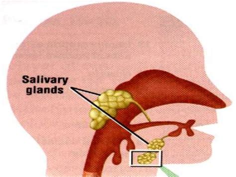 Lecture 1 salivary glands