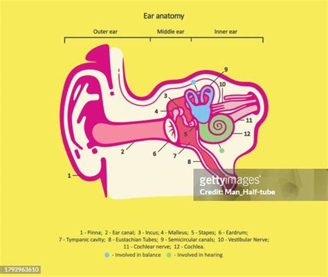 166 Ear Canal Anatomy Stock Photos, High-Res Pictures, and Images ...