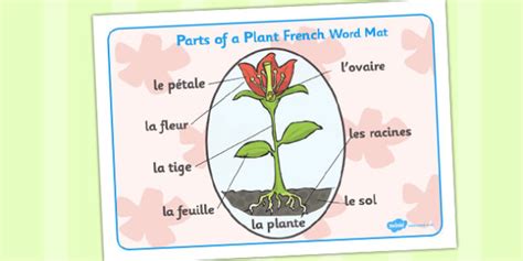 FREE! - Parts of a Plant Word Mat French (teacher made)