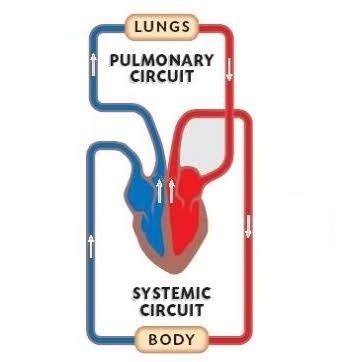 In the image below the deoxygenated blood is represented in colour.