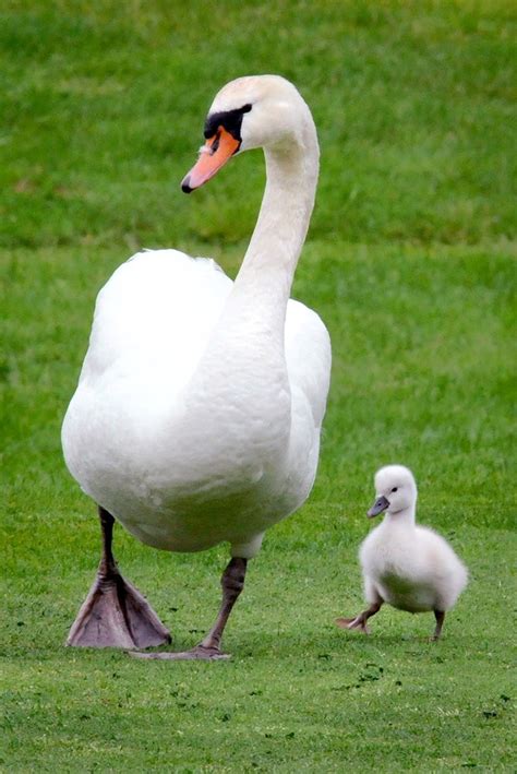 Caption this: Two swans out for a stroll - lehighvalleylive.com