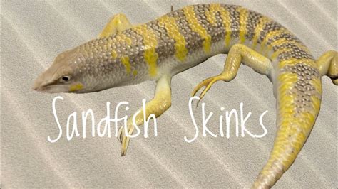 Species Spotlight- Sandfish Skinks - YouTube