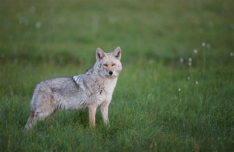 Coyotes in Central Texas | AustinTexas.gov