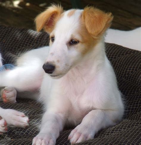 Borzoi Puppies For Sale | Borzoi Puppies Available