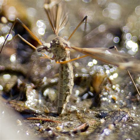 Common Crane Fly (Tipula oleracea) depositing her eggs | Flickr - Photo ...