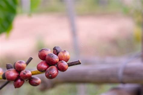 Coffee Beans Ripening, Fresh Coffee Beans on Coffee Tree Stock Photo - Image of berries ...