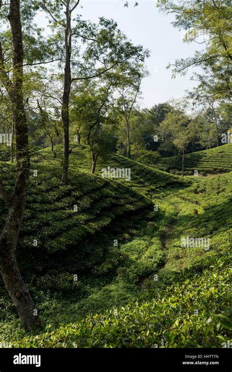 Tea Plantation in Assam, India Stock Photo - Alamy