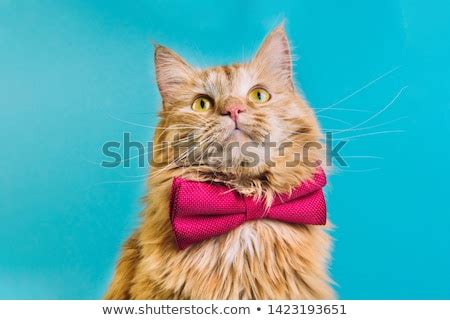 Red cat with pink bowtie front view. Gentleman-like fluffy domestic animal on turquoise ...