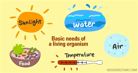 What do organisms need to survive? - Organisms & Their environment