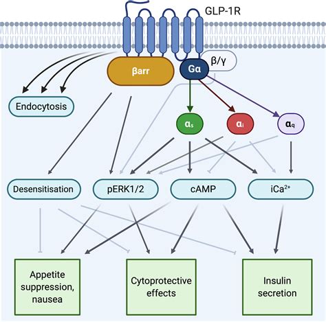 The therapeutic potential of GLP‐1 receptor biased agonism - Jones ...