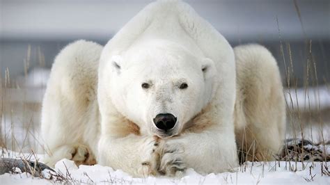 Polar bears may use boulders and ice blocks to bash walrus skulls ...