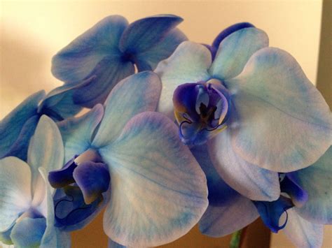 Blue orchids