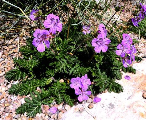 Erodium castellanum | Rare flowers, Rock garden plants, Rock garden