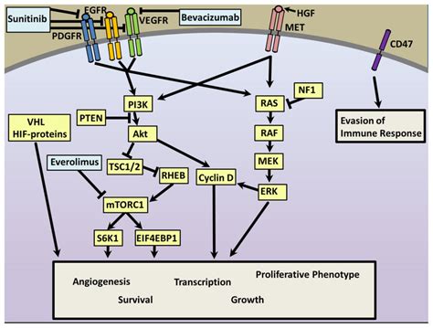 Targetable pathways in pancreatic neuroendocrine tumors (PNETs) | Download Scientific Diagram