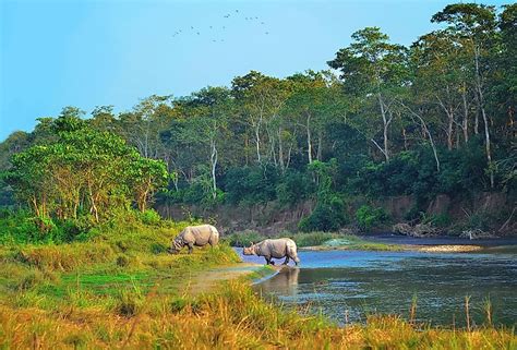 Where Do Rhinos Live? - WorldAtlas